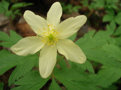 Anemonoides × lipsiensis