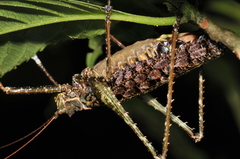 Acanthodiphrus conspersus