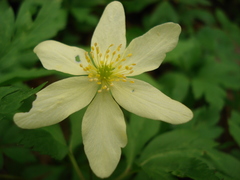 Anemonoides × lipsiensis