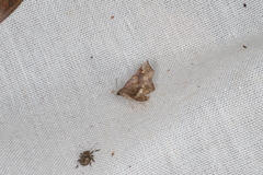 Throana pectinifer