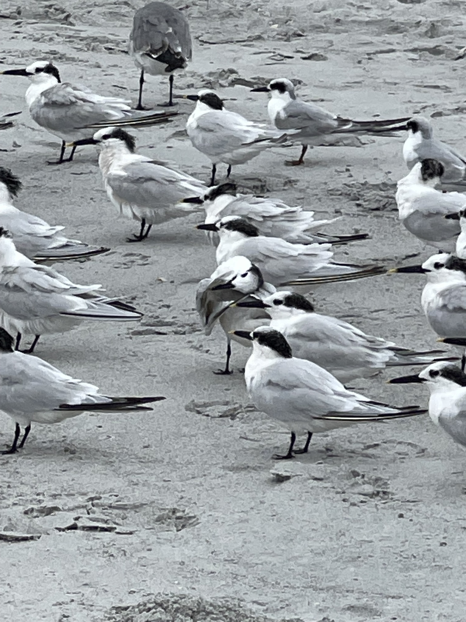 Sandwich Tern