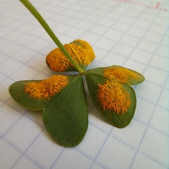 Puccinia oxalidis