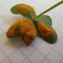 Puccinia oxalidis