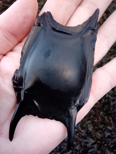 Thornback Ray