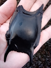 Thornback Ray