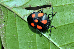 Brachystethus rubromaculatus