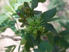 Passiflora juliana