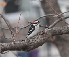 Dryobates pubescens