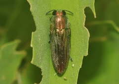 Agaeocera scintillans