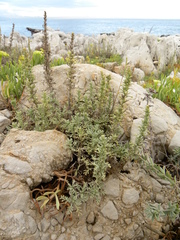 Artemisia caerulescens gallica