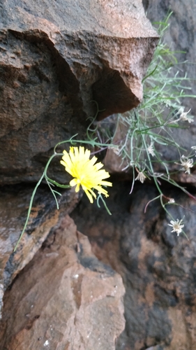 Tolpis succulenta
