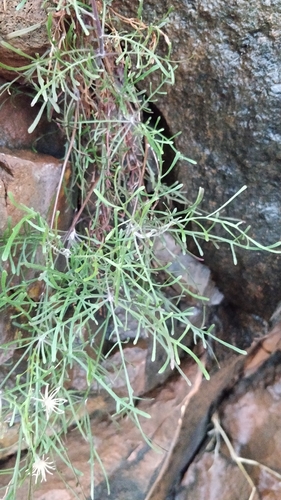 Tolpis succulenta