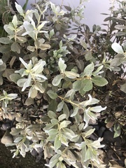 Conocarpus erectus