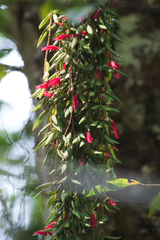Aeschynanthus gracilis