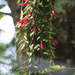 Aeschynanthus gracilis - Photo (c) Vijay Anand Ismavel,  זכויות יוצרים חלקיות (CC BY-NC-SA)