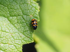 Cryptocephalus anticus