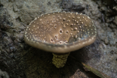 Lentinula