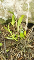 Polystachya transvaalensis