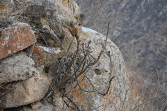 Corryocactus apiciflorus