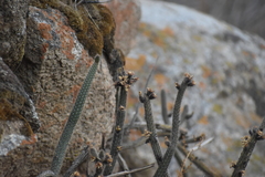 Corryocactus apiciflorus