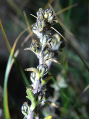 Artemisia genipi