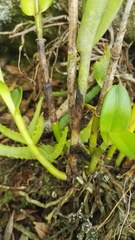 Polystachya transvaalensis