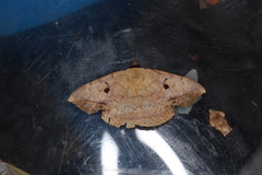 Hypopyra contractipennis