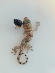 Hemidactylus mabouia