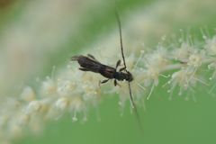 Molorchus umbellatarum