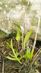 Polystachya transvaalensis