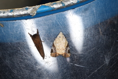 Pseudeustrotia semialba