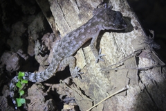 Cyrtodactylus semiadii