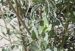 Dolichogyna nigripes