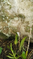 Polystachya transvaalensis