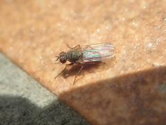 Lispocephala brachialis