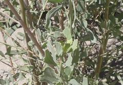 Dolichogyna nigripes