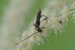 Molorchus umbellatarum