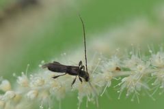 Molorchus umbellatarum