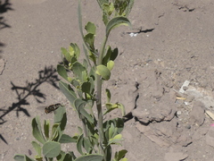 Dolichogyna nigripes