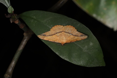 Pseudonadagara semicolor