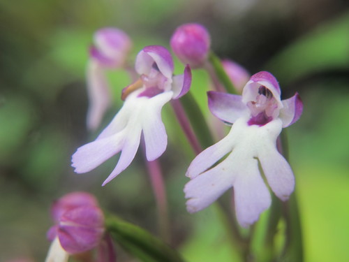 Cynorkis fastigiata