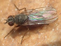 Lispocephala brachialis