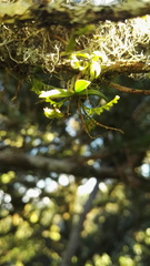 Angraecum chamaeanthus