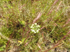 Daucus pusillus