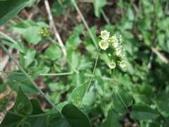 Commicarpus