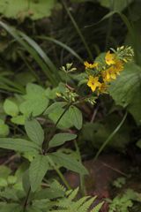 Lysimachia verticillaris