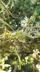 Angraecum chamaeanthus