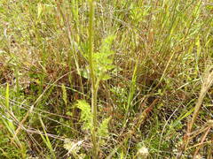 Daucus pusillus