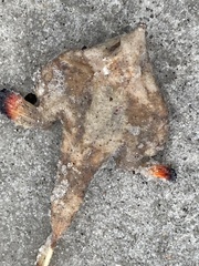 Ogcocephalus