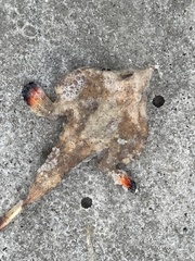 Ogcocephalus